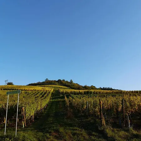 Lägenhet Cocon De Caractere Au Coeur Des Vignes Alsaciennes Bergheim