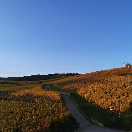 Cocon De Caractere Au Coeur Des Vignes Alsaciennes *