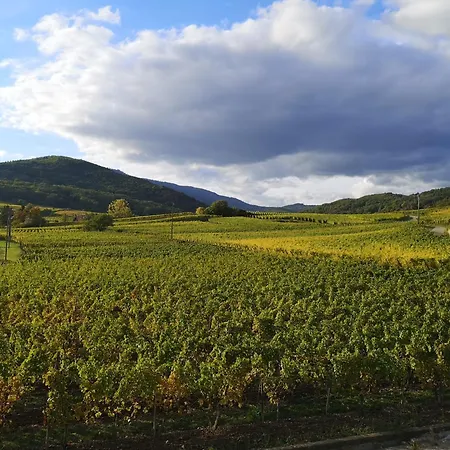 Cocon De Caractere Au Coeur Des Vignes Alsaciennes * ベルクハイム