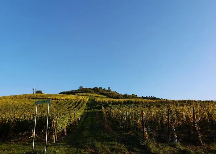 アパート Cocon De Caractere Au Coeur Des Vignes Alsaciennes ベルクハイム