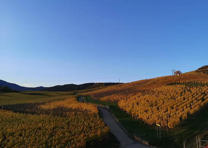 Cocon De Caractere Au Coeur Des Vignes Alsaciennes *
