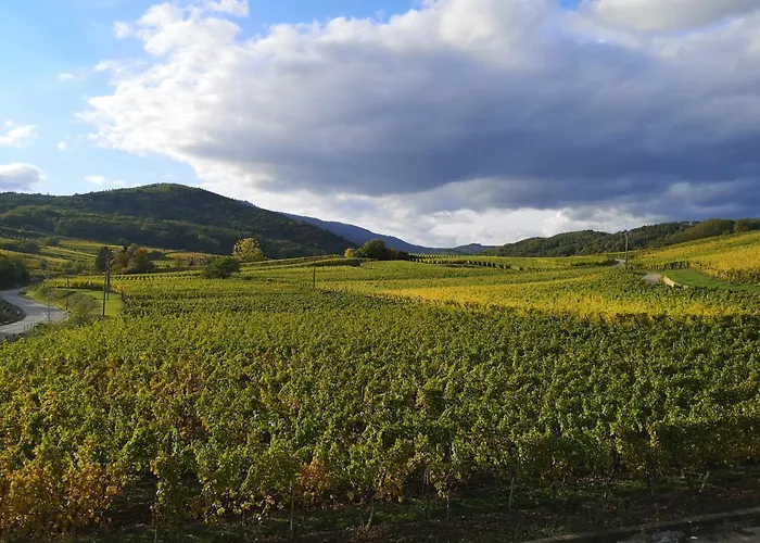 Cocon De Caractere Au Coeur Des Vignes Alsaciennes * ベルクハイム